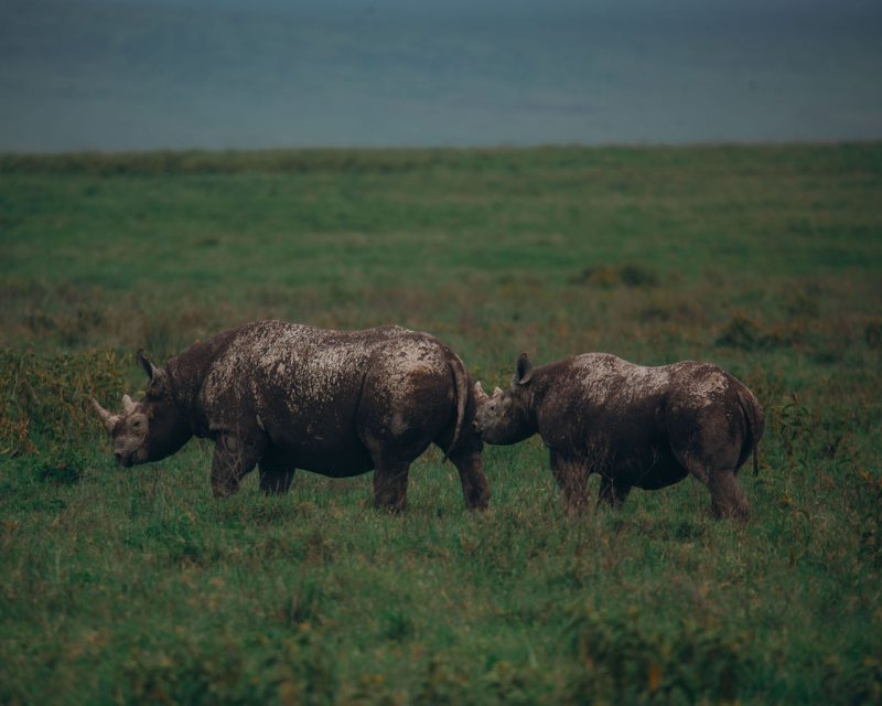 Two black rhino grazing on open grassland
