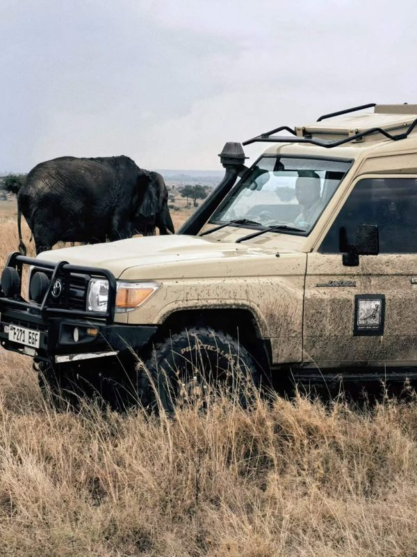 Cape buffalo standing close beside a safari vehicle