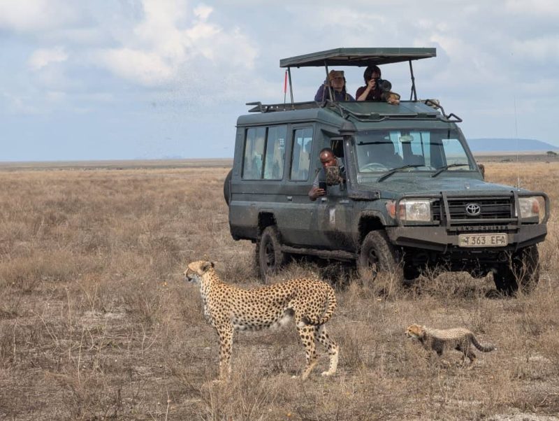 Cheetah and her cub walking past a stopped safari vehicle