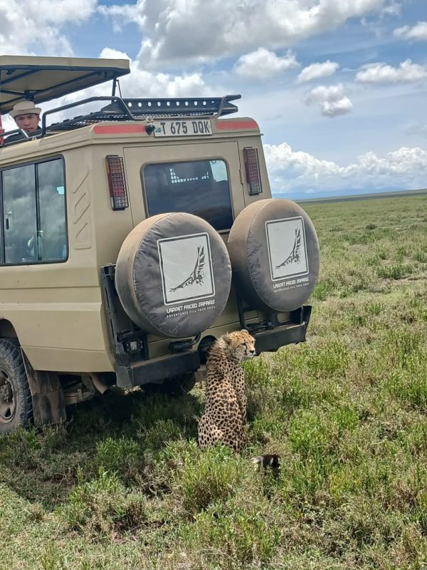 Cheetah in the grass beside a safari vehicle