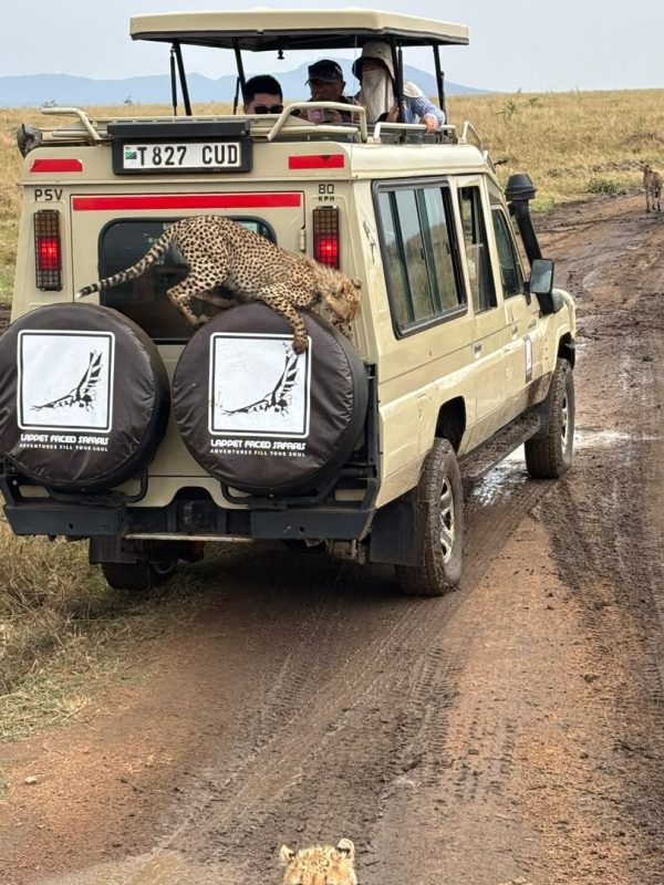 Cheetah climbing onto the spare wheels of a Lappet Faced Safaris vehicle