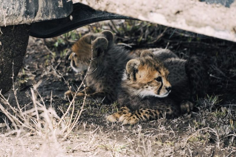 Cheetah cubs resting in the shade