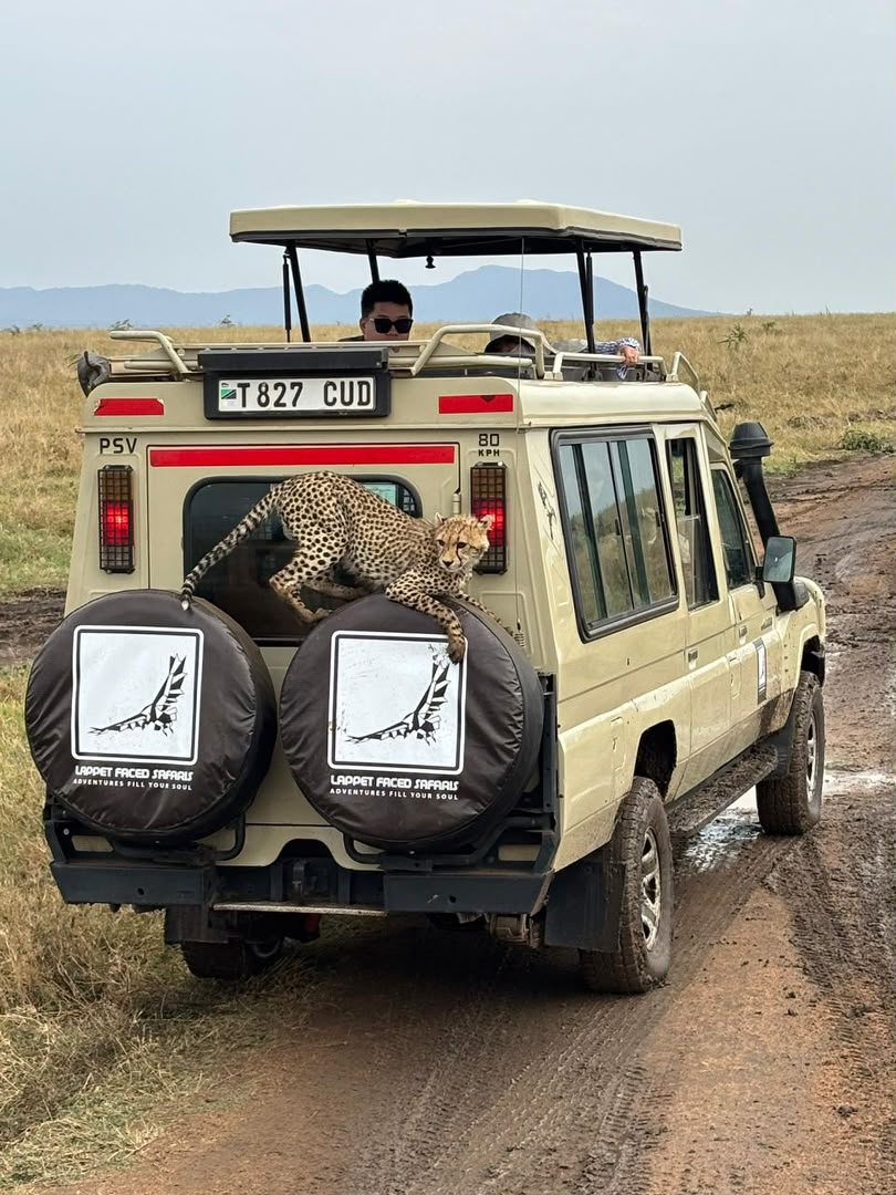 Cheetah climbing on the back of a branded safari vehicle
