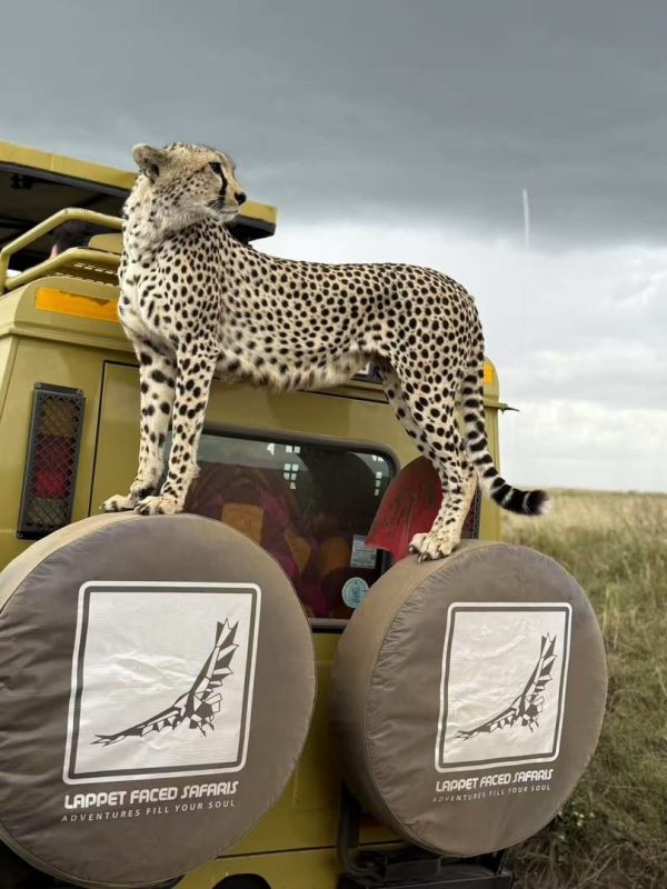 Cheetah perched on the spare wheels of a Lappet Faced Safaris vehicle