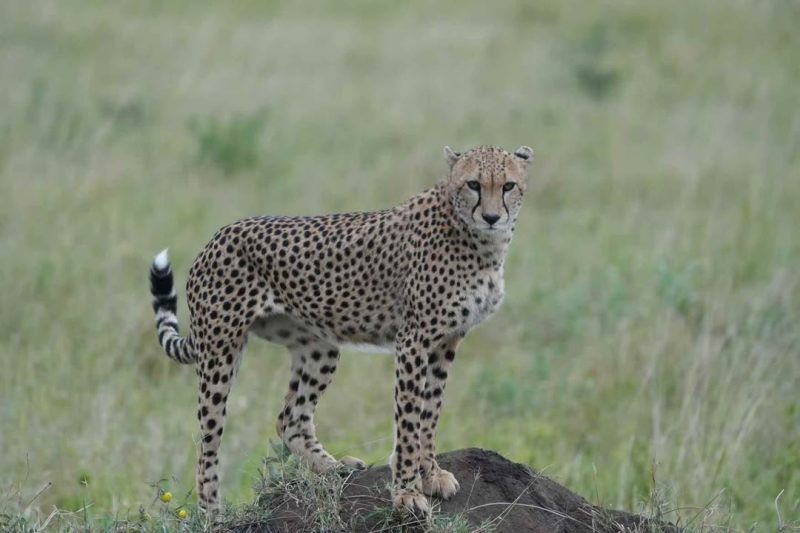 Cheetah standing on a termite mound scanning the grassland