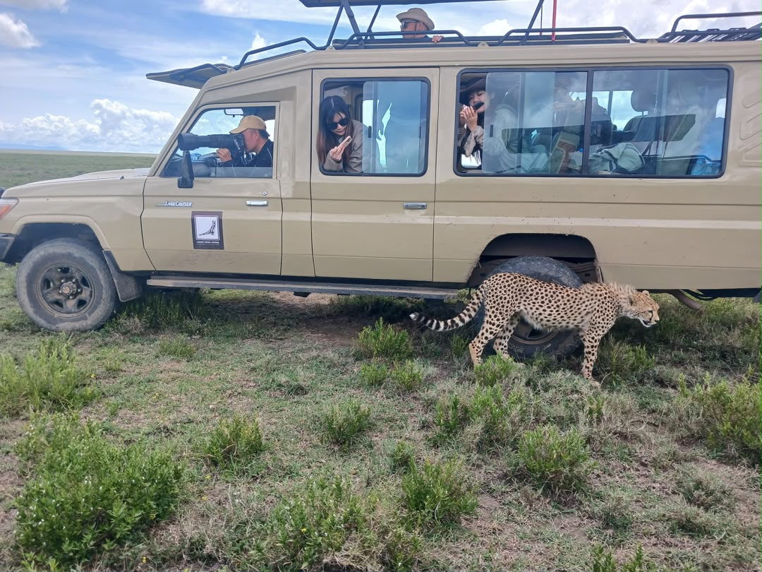 Cheetah walking past a safari vehicle as guests photograph it