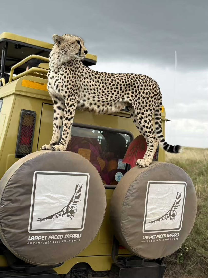Cheetah standing on the roof of a Lappet Faced Safaris vehicle