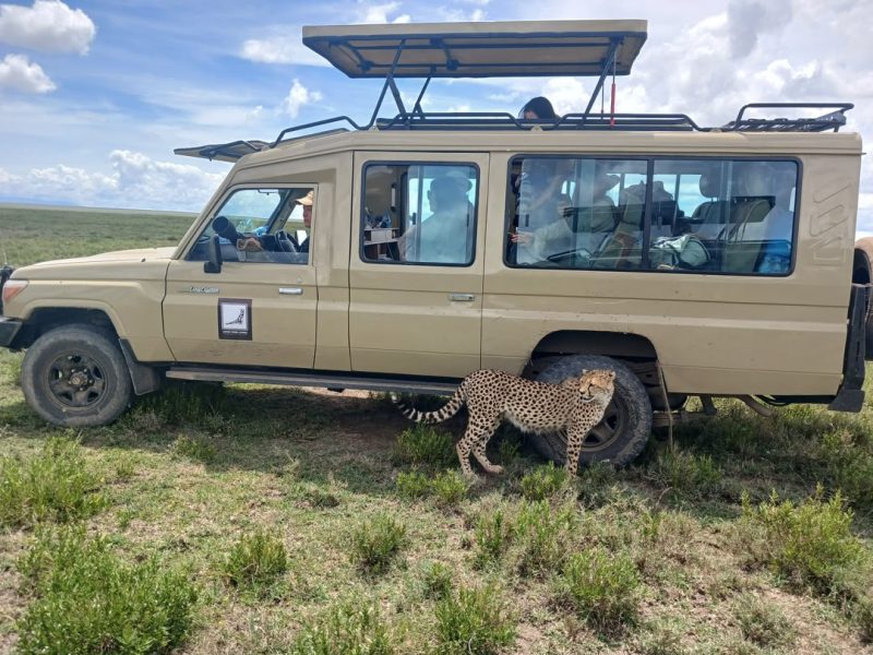 Cheetah walking past a cream safari Land Cruiser