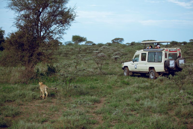 Cheetah in the open with safari vehicles watching from the track