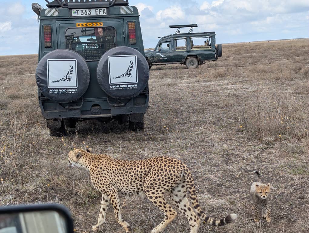 Cheetah with a cub beside a branded safari vehicle