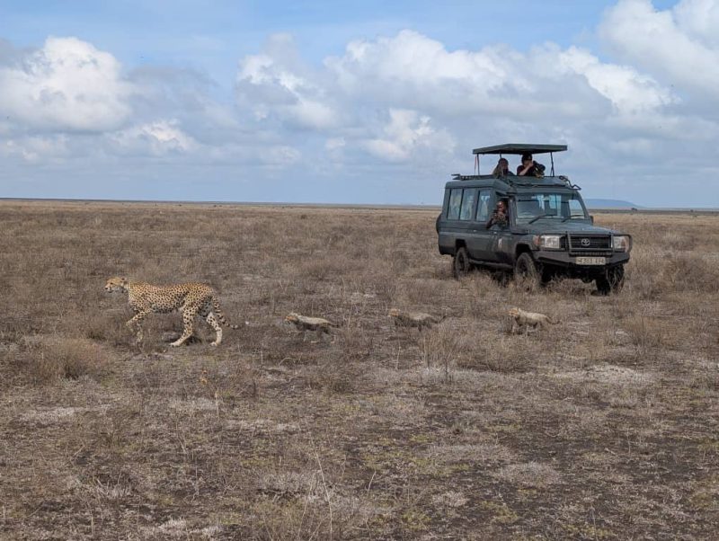 Cheetah with cubs on the plains with a safari vehicle behind