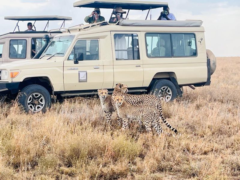 Cheetah and cubs in the grass beside safari vehicles
