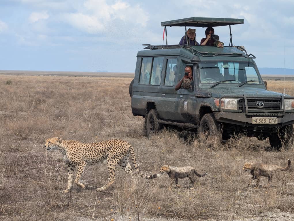 Cheetah leading two cubs past a safari vehicle
