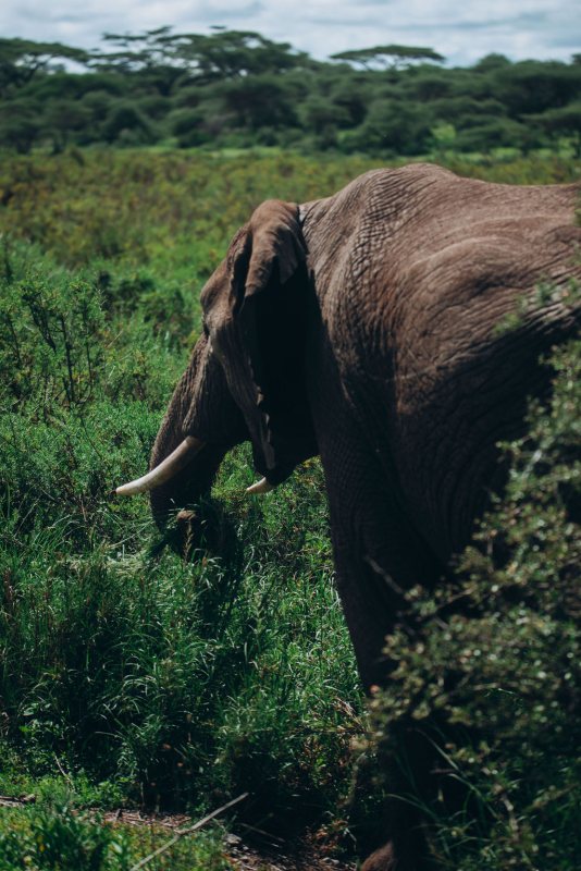 Elephant feeding among dense green bushes