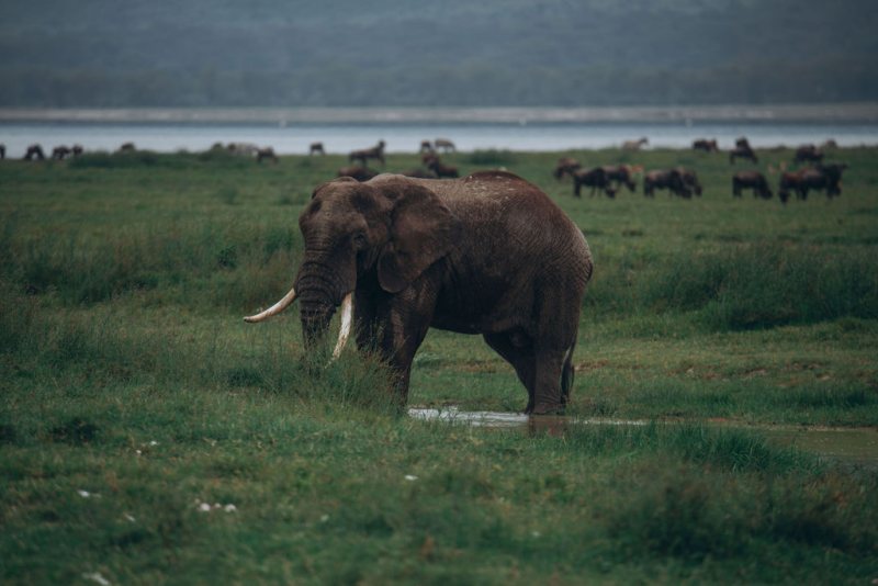 Elephant bull drinking at the edge of a lake with herds beyond
