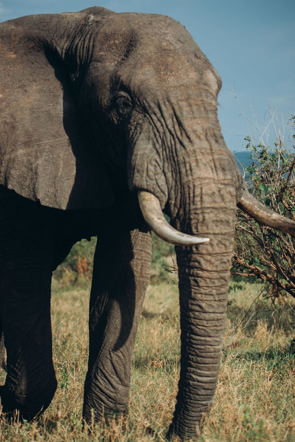 Close portrait of a bull elephant
