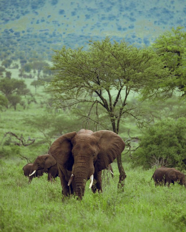 Elephants feeding beneath an acacia tree