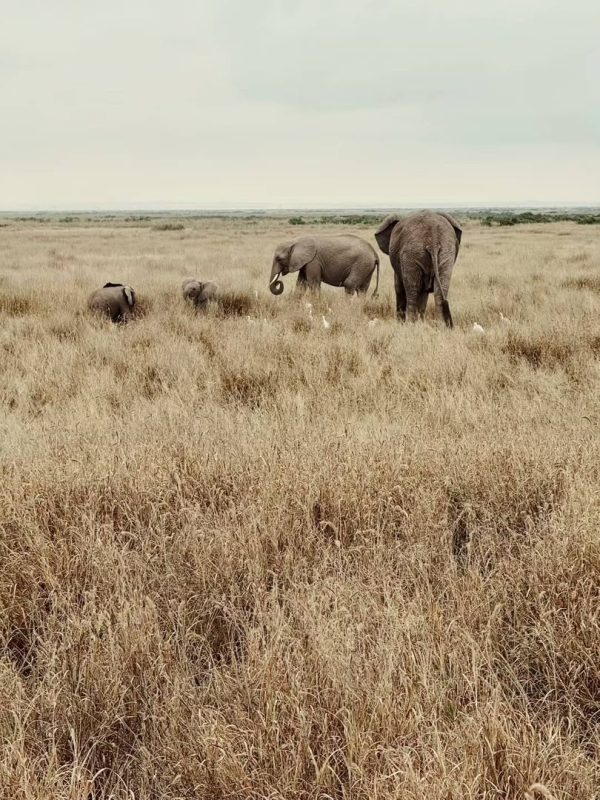 Elephants moving through tall golden grass in soft light