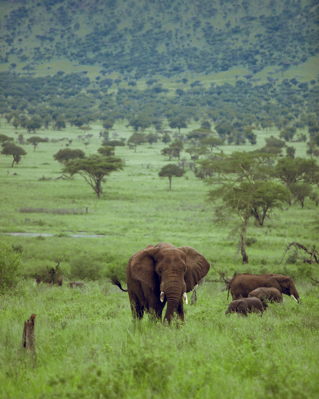 Elephants feeding in a broad green valley