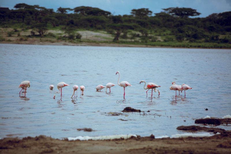 Flamingos feeding in shallow lake water