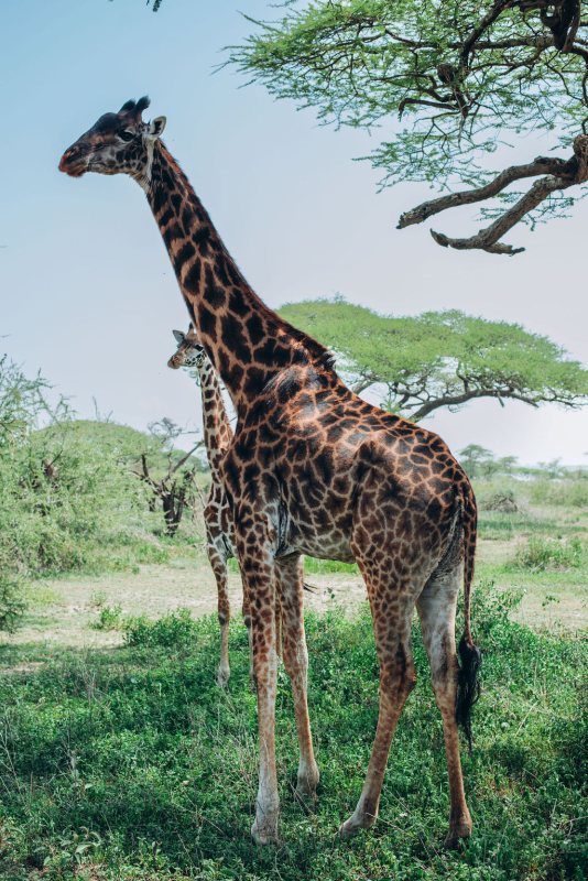 Giraffe standing among acacia trees