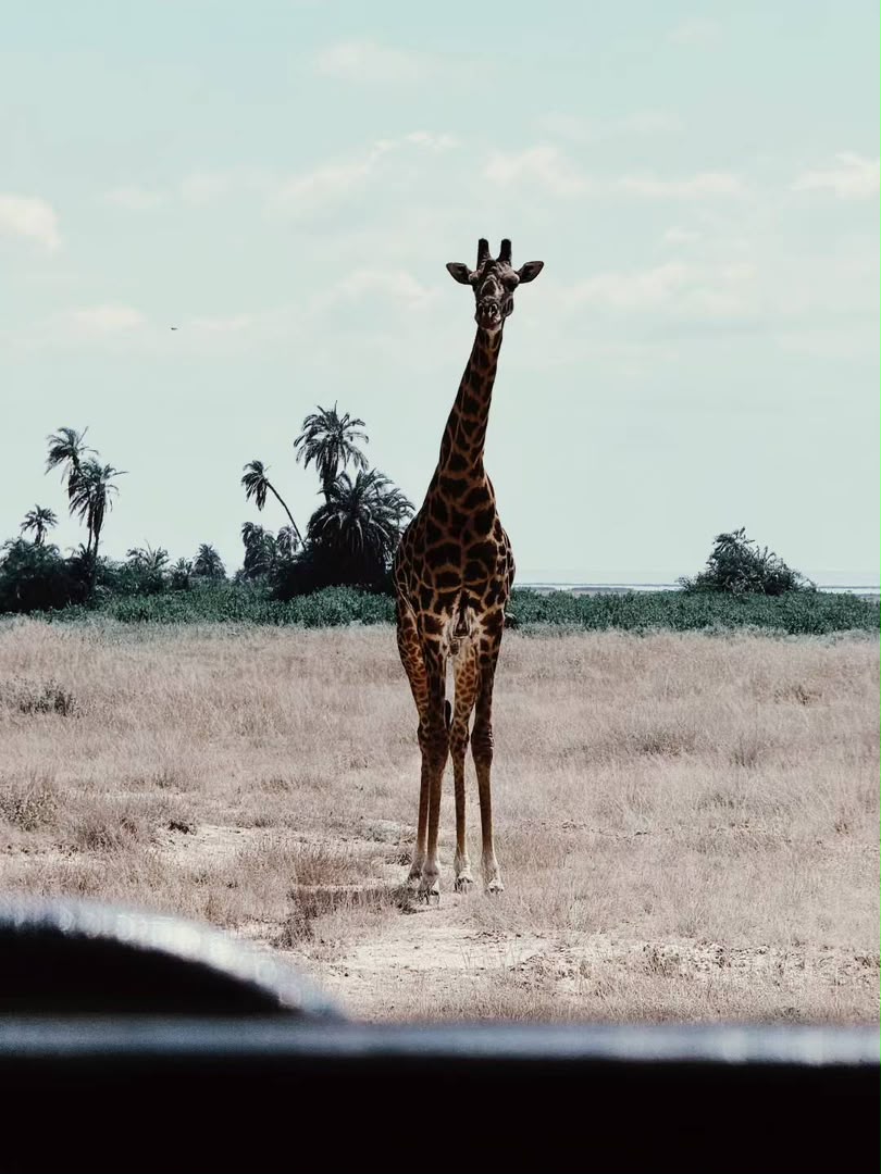Giraffe standing on dry ground with borassus palms behind