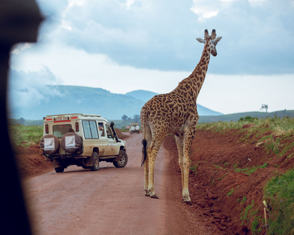 Giraffe standing in the road ahead of a safari vehicle