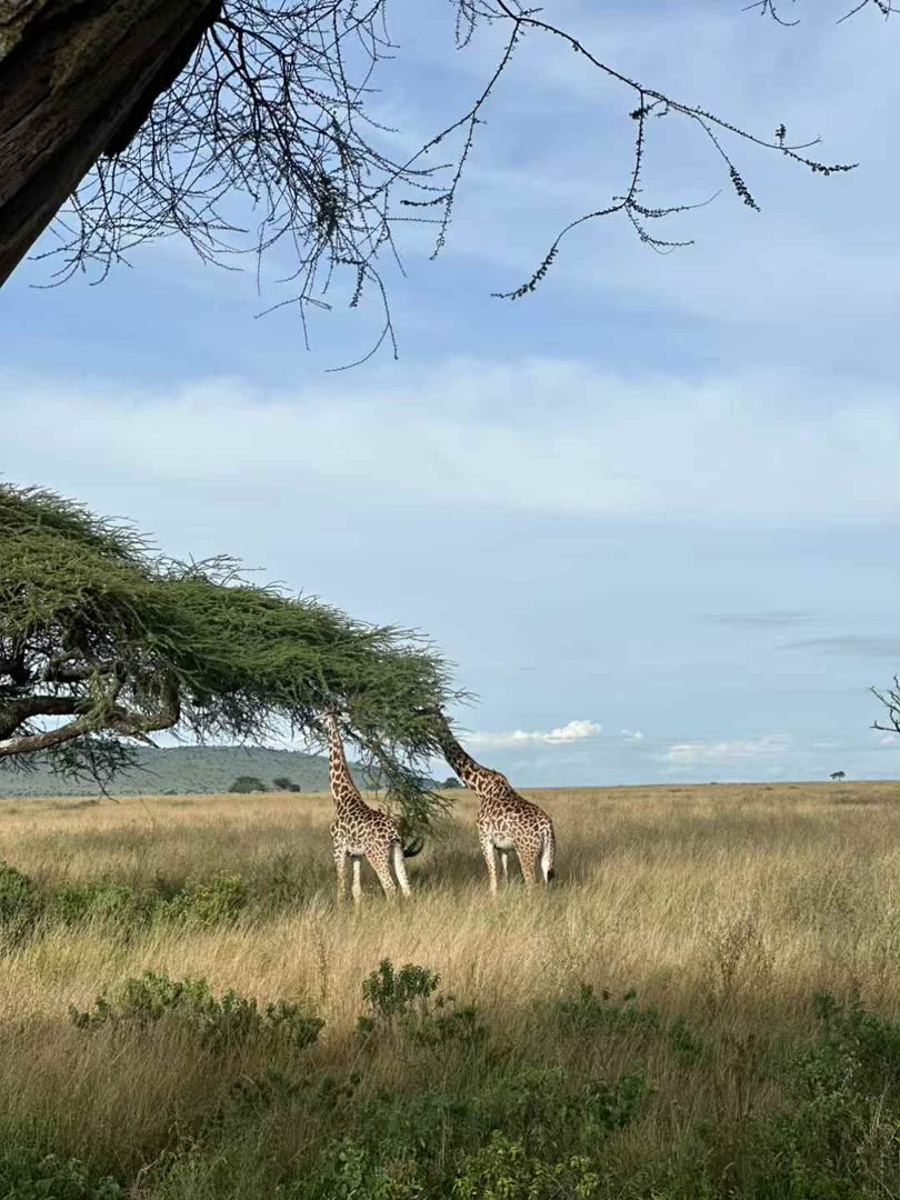 Two giraffes on the plains framed by the branches of an acacia tree