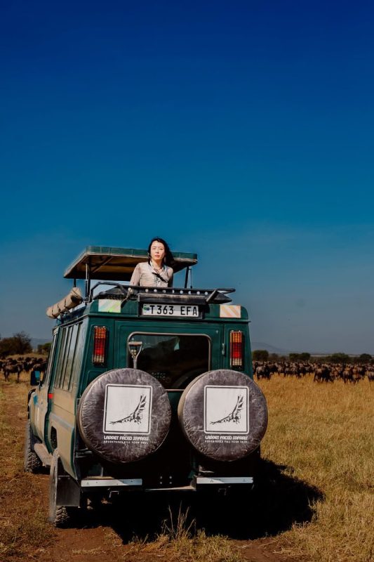 Guest on a safari vehicle with a wildebeest herd stretching behind