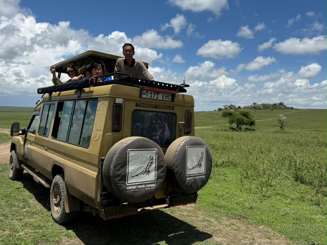 Guests looking out from a safari vehicle across green plains