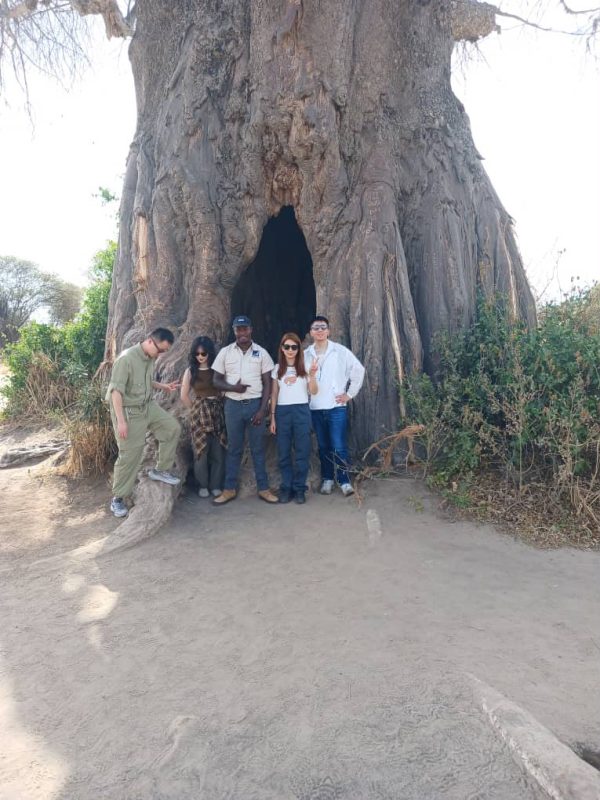 Guests standing inside the hollow trunk of a giant baobab tree