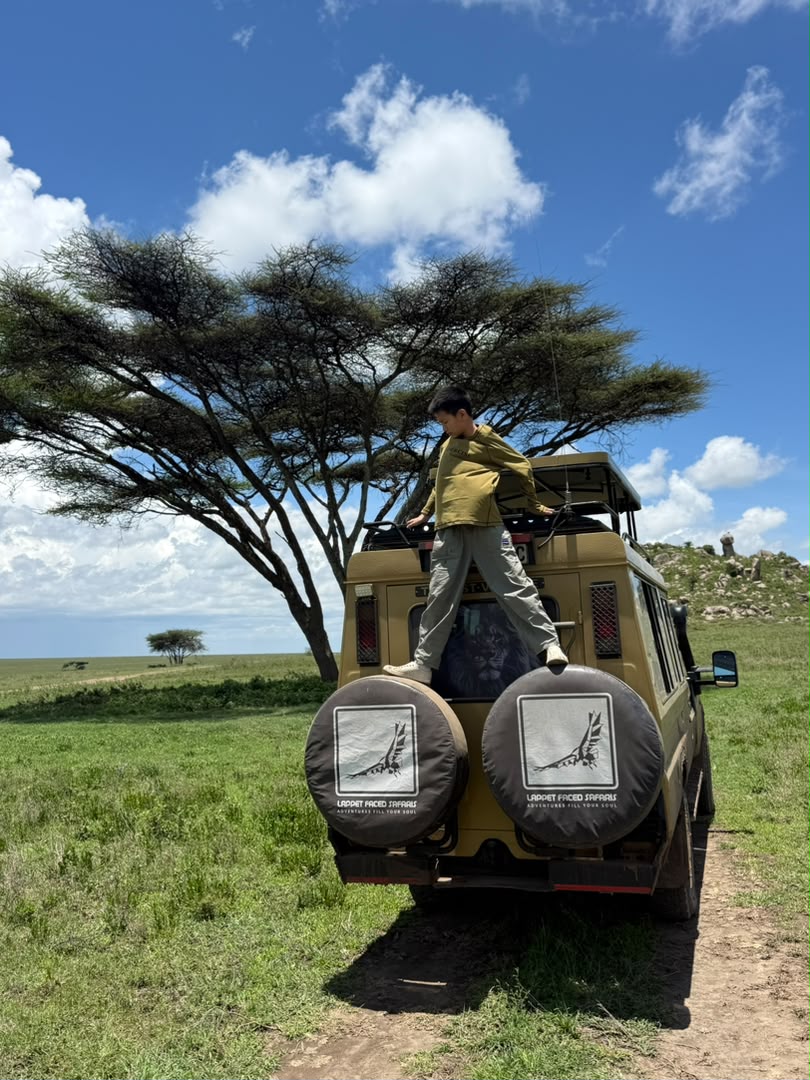 Guide standing on a safari vehicle beneath a flat-topped acacia on the plains