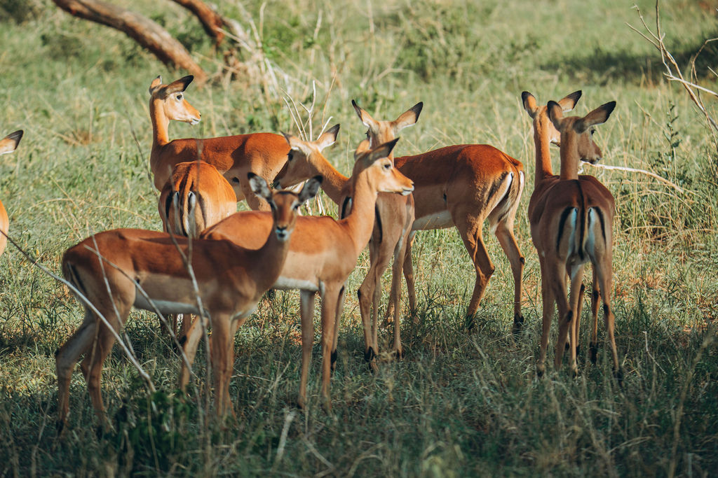 Small group of impala standing alert in tall grass
