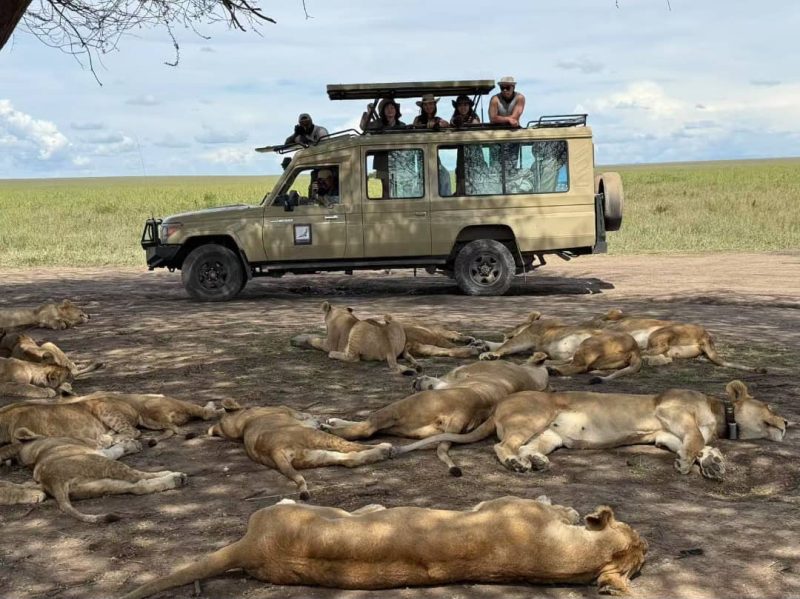 Large pride of lions sprawled asleep on the grass by a safari vehicle