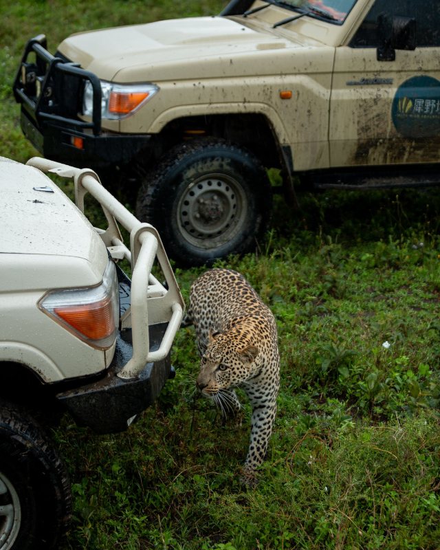 Leopard walking right alongside a safari Land Cruiser