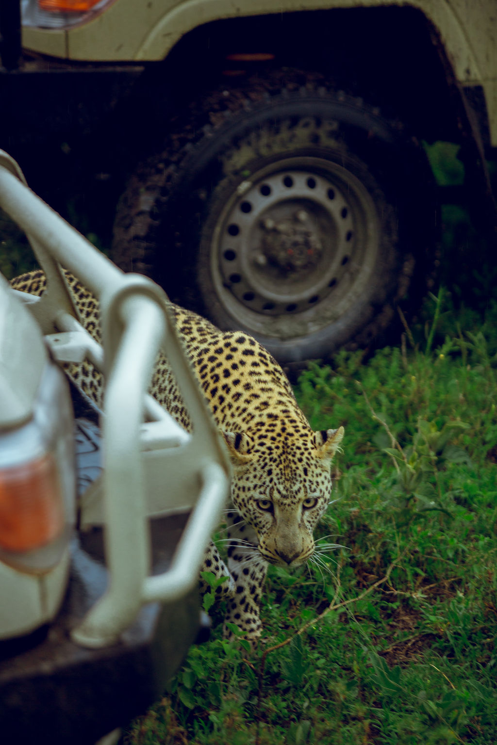 Leopard passing close by the wheel of a parked safari vehicle