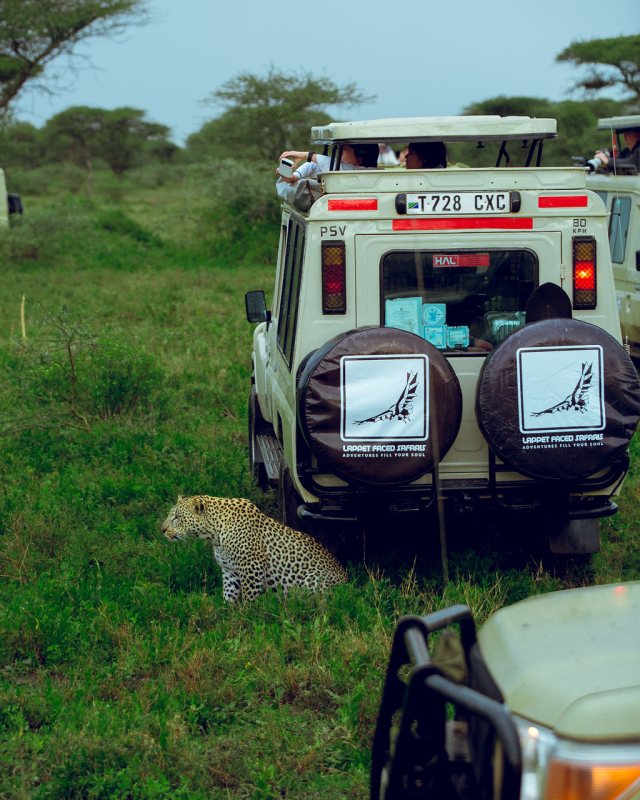 Leopard walking beside a Lappet Faced Safaris vehicle