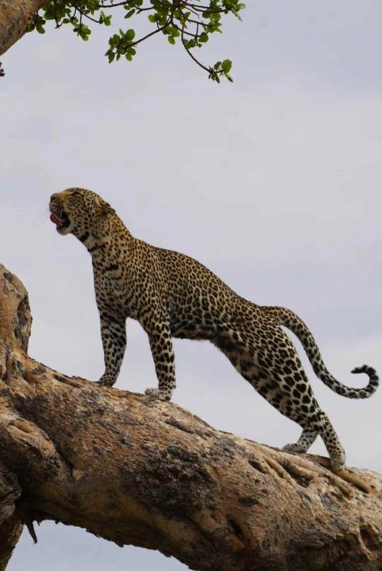 Leopard standing on a branch with its mouth open, calling