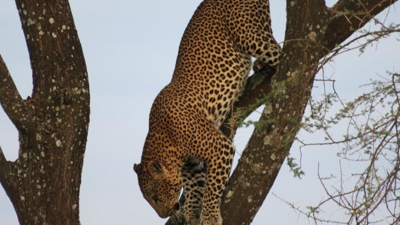 Leopard climbing head-first down the trunk of a tree