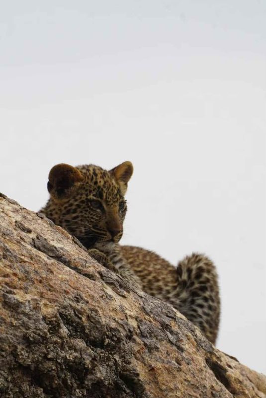 Leopard cub peering over the top of a rock