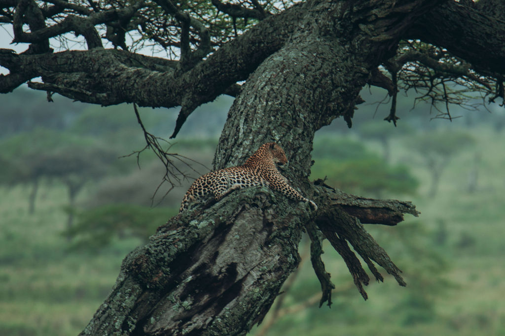 Leopard resting high in the fork of a large tree