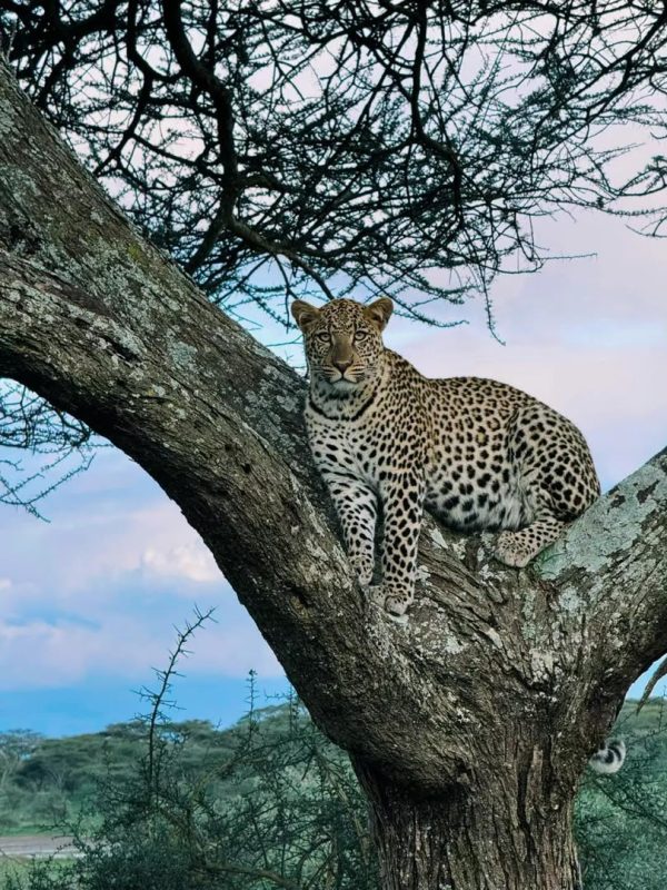 Leopard stretched along a sloping acacia branch