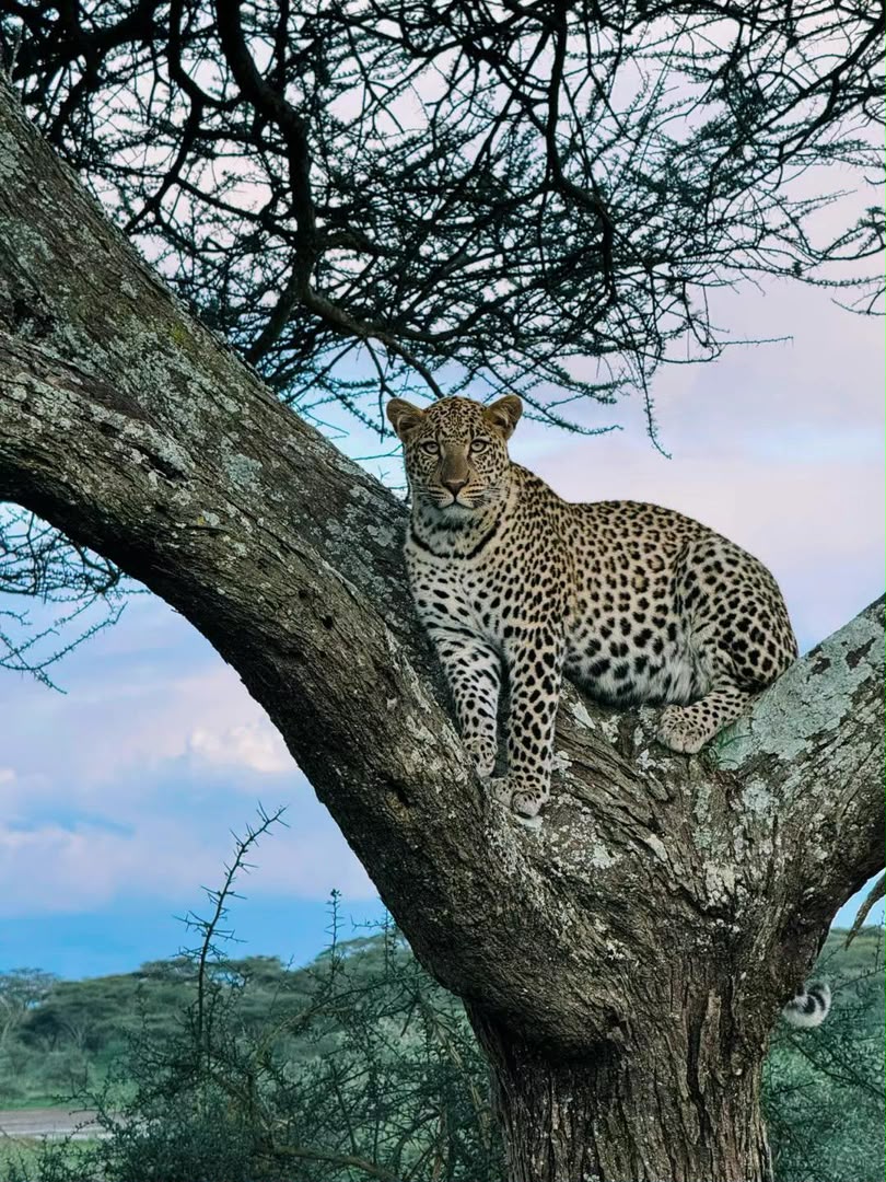Leopard stretched along a sloping acacia branch