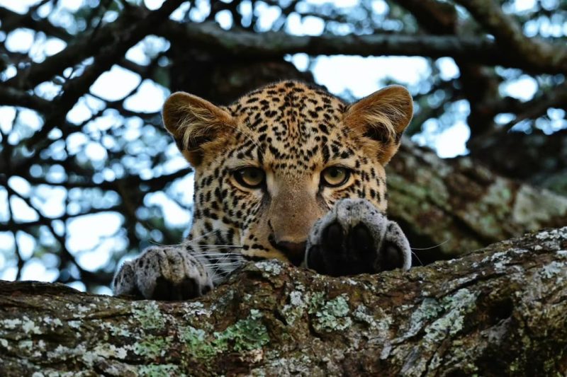 Leopard resting on a branch, looking directly at the camera