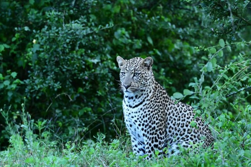 Leopard sitting upright in dense green bush