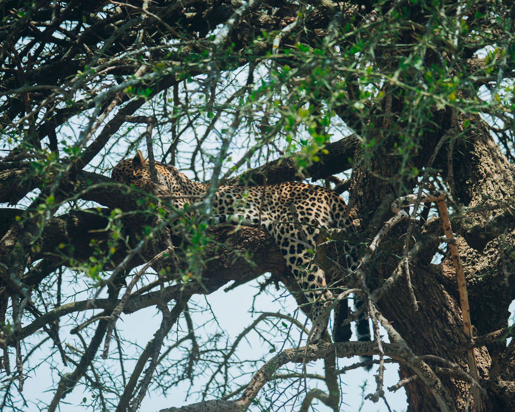 Leopard stretched along the branch of an acacia tree