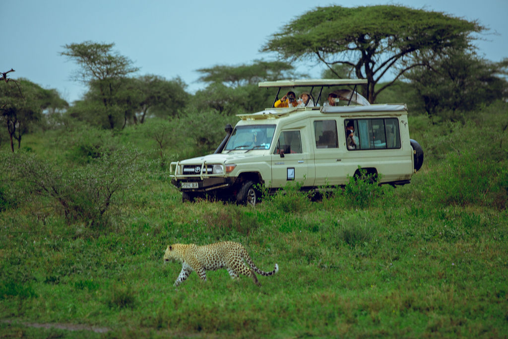 Leopard walking past a safari vehicle carrying guests
