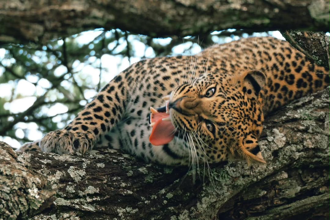 Close view of a leopard yawning while lying in a tree