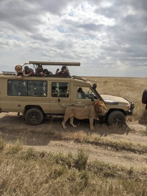 Lion walking beside a safari vehicle on a dirt track
