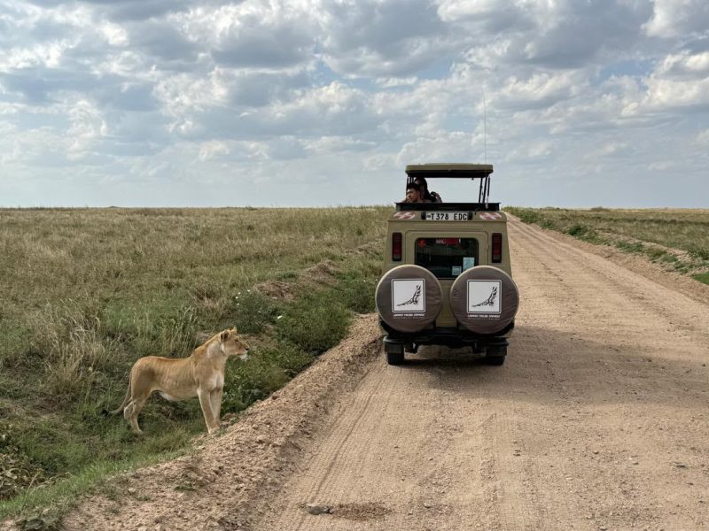 Lion cub beside a safari vehicle on a track